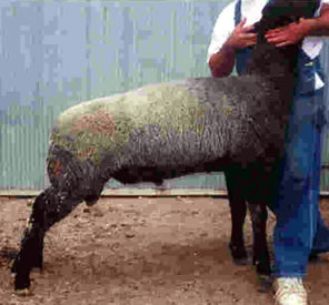Stardust Ram