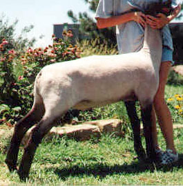 Stardust Ram