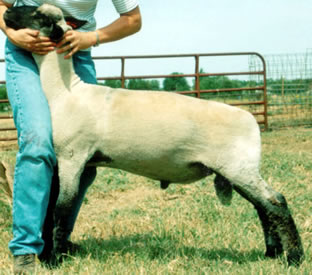 Stardust Ram